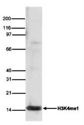 Western Blot: Histone H3 [Methyl Lys4] Antibody [NBP2-59150] - Histone extracts of HeLa cells (15 ug) were analysed using the antibody against H3K4me1 diluted 1:750 in TBS-Tween containing 5% skimmed milk. Observed molecular weight is ~15 kDa.